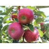 Jabloň 'Rubelit'