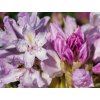 Rododendrón 'Bezděz'