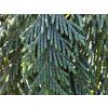 glauca pendula 2