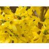 Forsythia Mikador (1)