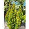 Thuja occidentalis 'Golden Smaragd' (3)