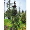 Abies alba 'Pyramidalis' (4)