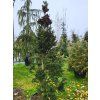 Abies alba 'Pyramidalis' (3)