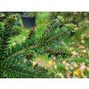 Abies alba 'Pyramidalis' (2)