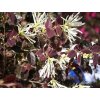 Loropetalum čínské 'Ruby Snow'