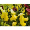 Cytisus Luna (2)
