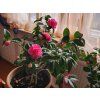 98516 2 kamelie japonska triumphans