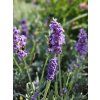 Lavandula Pacific Blue (2)