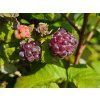 Rubus Black Polka