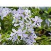 Phlox Clouds of Perfume