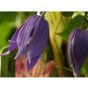 Clematis Jiska