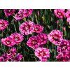 Dianthus Supernova (2)