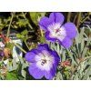 Geranium wallichianum 'Bloom Me Away' (2)