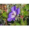 Geranium wallichianum 'Bloom Me Away' (3)