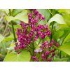 Syringa Prince Wolkonsky