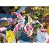 Cornus Summer Fun (2)