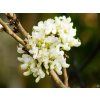Cercis Shirobana (1)