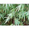 Fargesia dracocephala (rufa) Gartenbambus 11