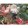 Pieris 'Forest Flame'