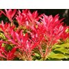 Pieris 'Forest Flame'