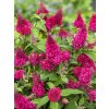 Budleja Dávidova Butterfly Candy 'Little Ruby'
