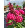 Budleja Dávidova Butterfly Candy 'Little Ruby'