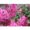 Budleja Dávidova Butterfly Candy 'Little Ruby'