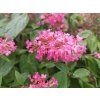 Buddleja Little Ruby (1)