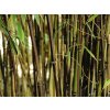Fargesie nitida 'Black Pearl'/Bambus