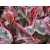 Červienka Fraserova 'Louise'  Photinia x fraseri 'Louise'