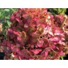 Hortenzia metlinatá 'Petite Cherry'