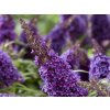 Budleja dávidova 'Butterfly Candy Little Purple'