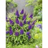 Budleja dávidova 'Butterfly Candy Little Purple'