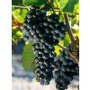 merlot3