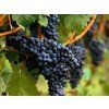 merlot2