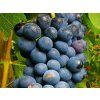 merlot