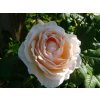 Ruža 'Uetersener Klosterrose®' (Balenie špeciálne balenie)
