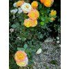 Růže 'Gartenspass®' (Balení speciální balení)