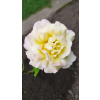 2578c6d7c5ba0343