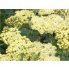 Rebríček obyčajný 'Summer Fruits Lemon' - Achillea millefolium 'Summer Fruits Lemon'