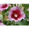 flower tower purple
