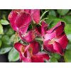 Ruža 'Everglow Ruby'