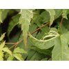 variegated