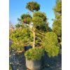 Pinus nigra 10 (2)