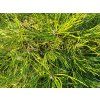 Pinus nigra 10 (1)