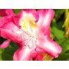 Rhododendron Marabu (1)