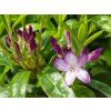 Azaleodendron Lavender Milch (1)