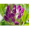 Azaleodendron Lavender Milch (2)