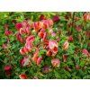Cytisus Red Lion (1)