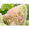 Hortenzia metlinatá  'Little Fresco'